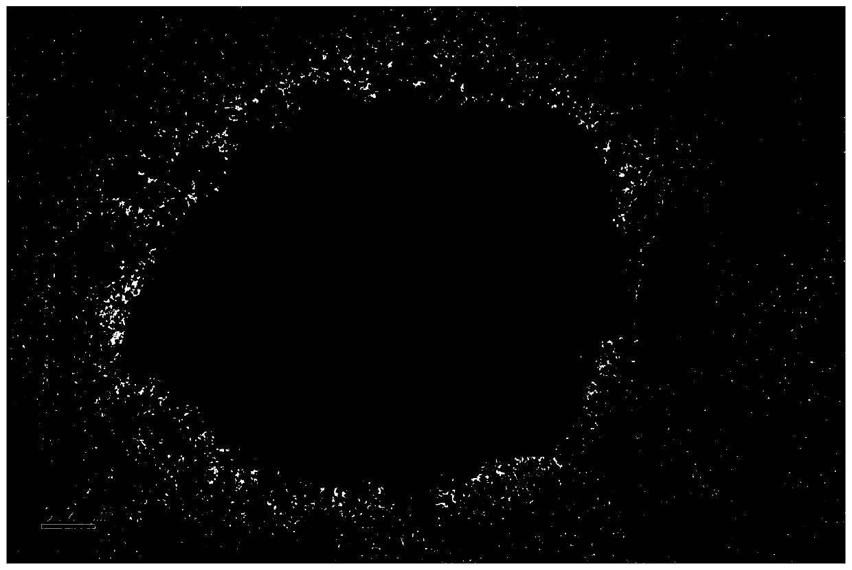 Coated microgel particle profile-control agent and preparation method thereof