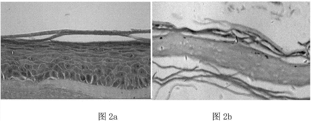 Cutaneous sensitization detecting method based on co-culturing mode of three dimensional skin model and dendric cell