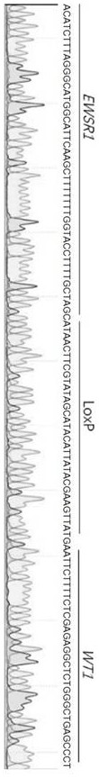 A method for editing gene fusions