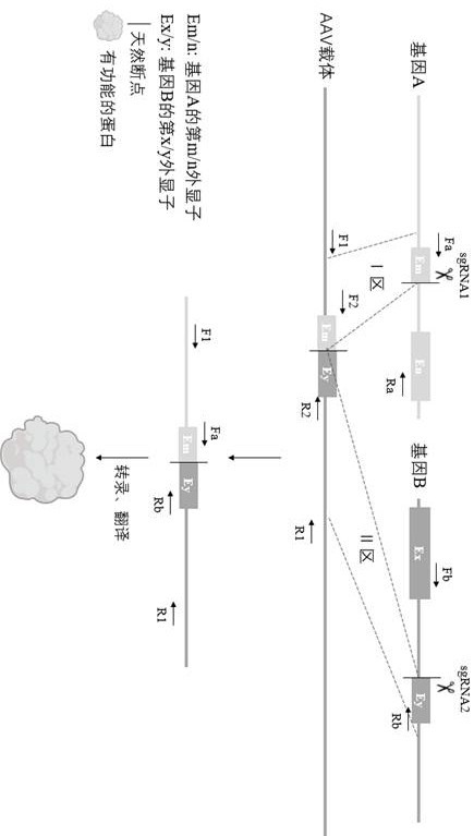 A method for editing gene fusions