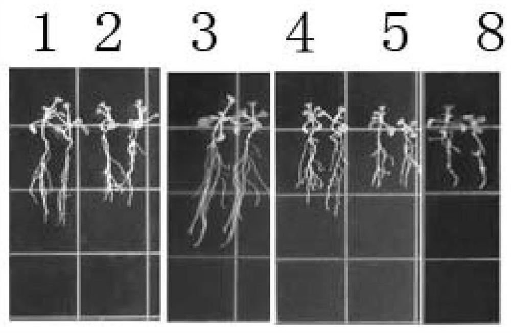 A kind of plant nutrient solution and its preparation and application method