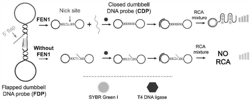 Method for detecting structure-specific nuclease FEN1 by using biosensor combining DNA ligation reaction and rolling circle amplification