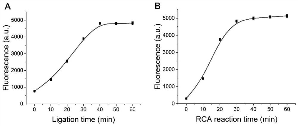 Method for detecting structure-specific nuclease FEN1 by using biosensor combining DNA ligation reaction and rolling circle amplification