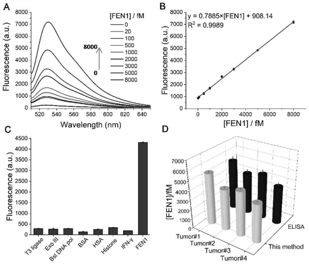 Method for detecting structure-specific nuclease FEN1 by using biosensor combining DNA ligation reaction and rolling circle amplification