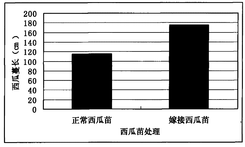 Method and application for eliminating continuous cropping obstacles by secondary grafting