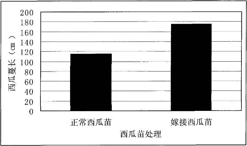 Method and application for eliminating continuous cropping obstacles by secondary grafting