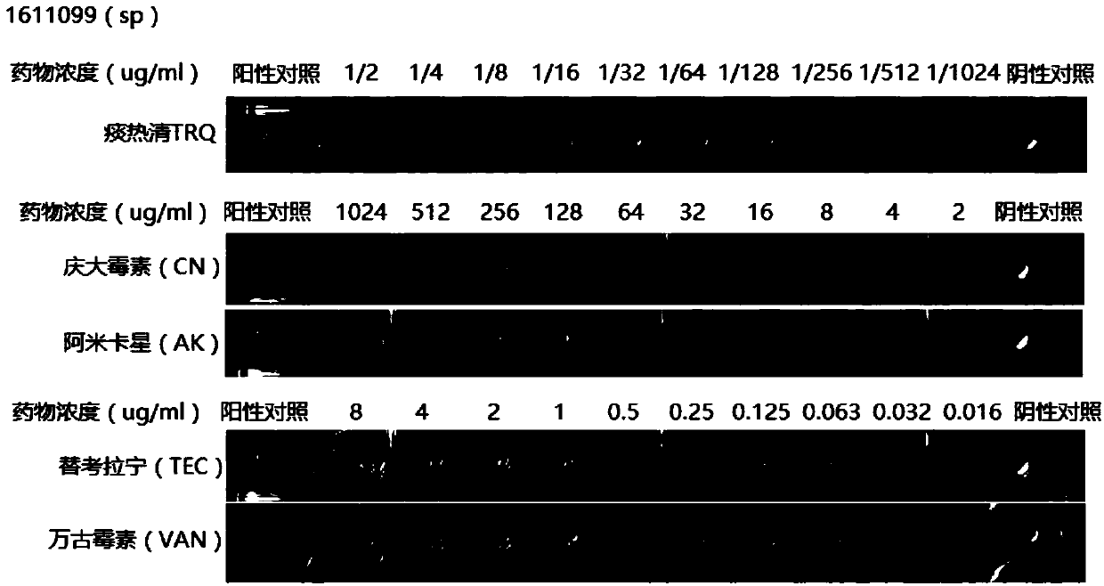 Traditional Chinese medicine injection for reversing drug resistance of staphylococcus aureus