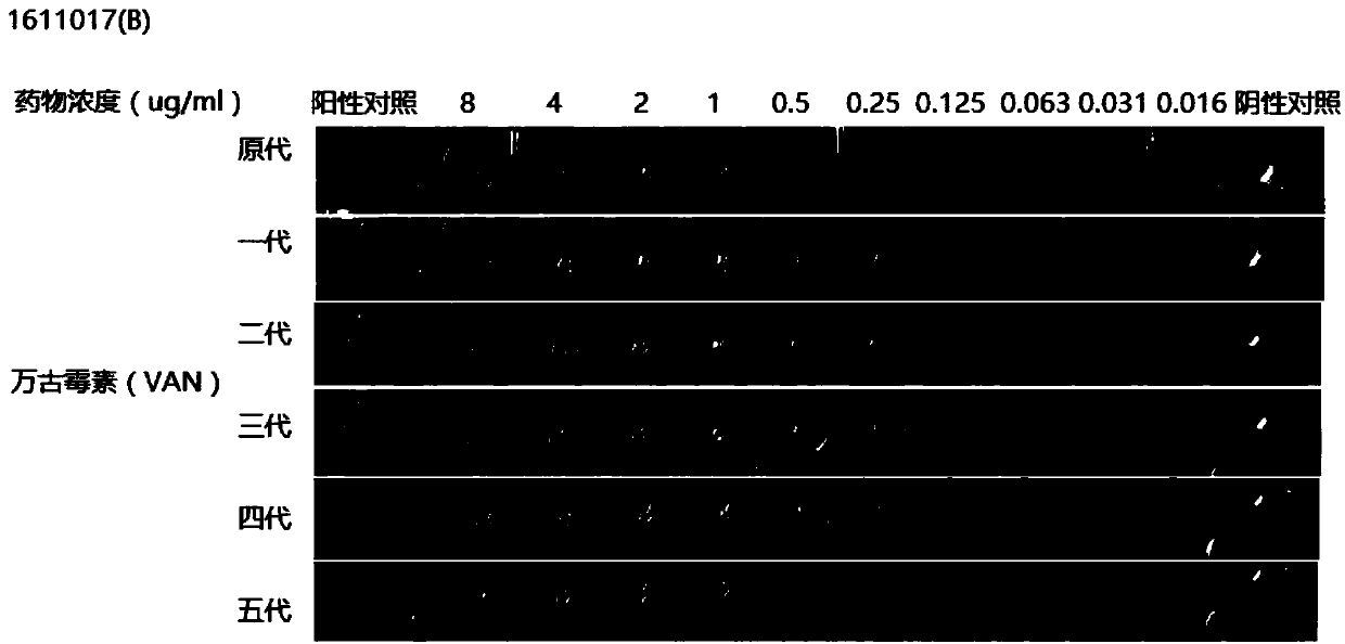 Traditional Chinese medicine injection for reversing drug resistance of staphylococcus aureus