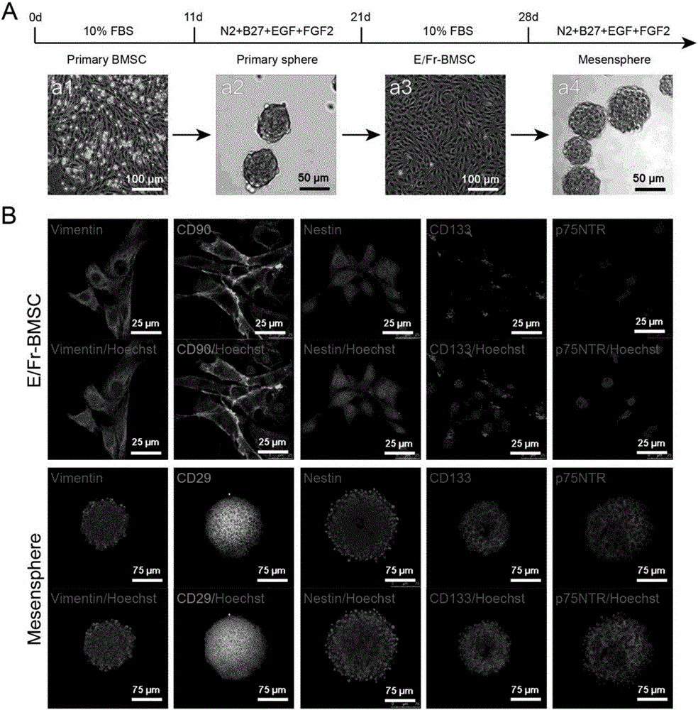Schwarm progenitor cell derived from marrow neural crest cell and application of Schwarm progenitor cell to promotion of nerve regeneration