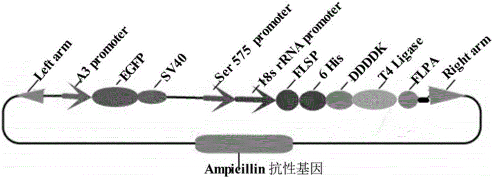 Dual-promoter universal plasmid for expressing T4 ligase of domestic silkworm middle silk gland bioreactor as well as application and method of dual-promoter universal plasmid