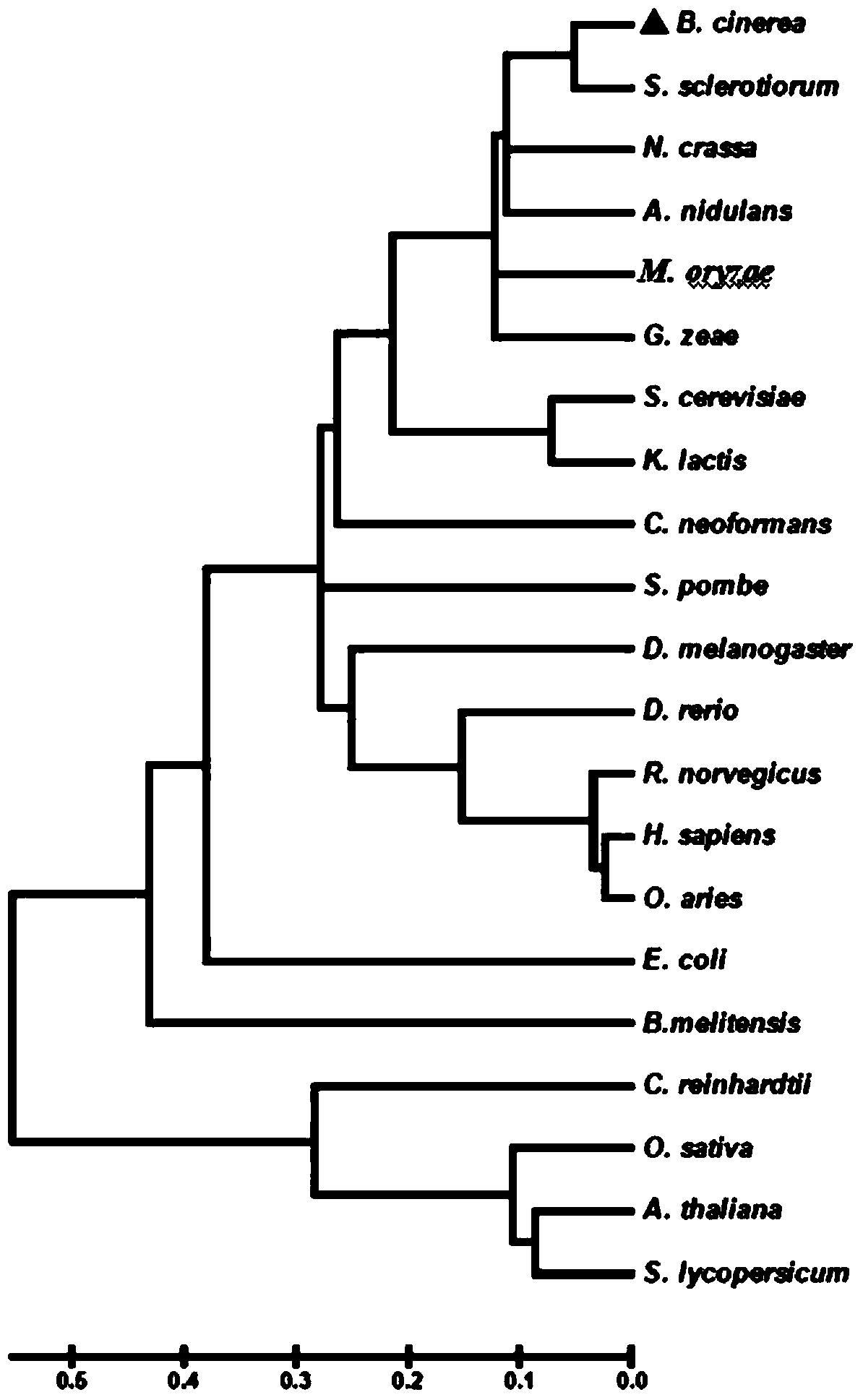 A Botrytis cinerea gene bcudc1 related to pathogenicity and its application