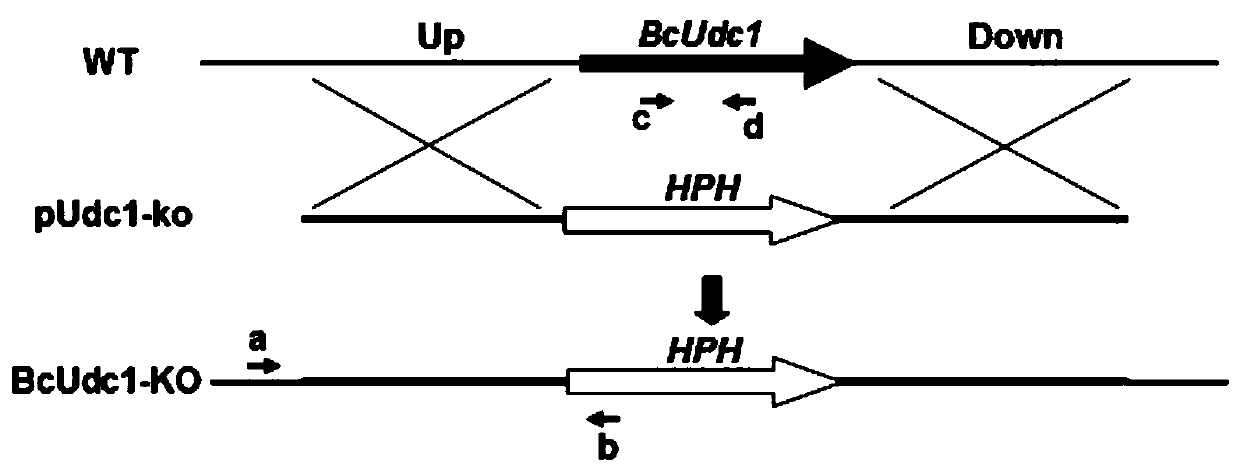 A Botrytis cinerea gene bcudc1 related to pathogenicity and its application