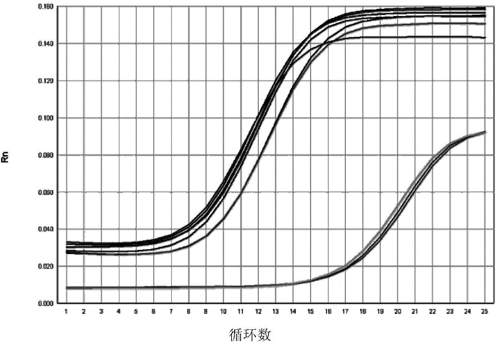 Method for identifying age of ginseng by utilizing length of ginseng telomere