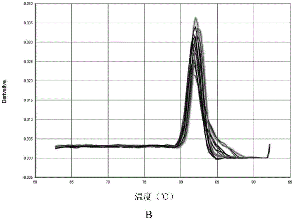 Method for identifying age of ginseng by utilizing length of ginseng telomere