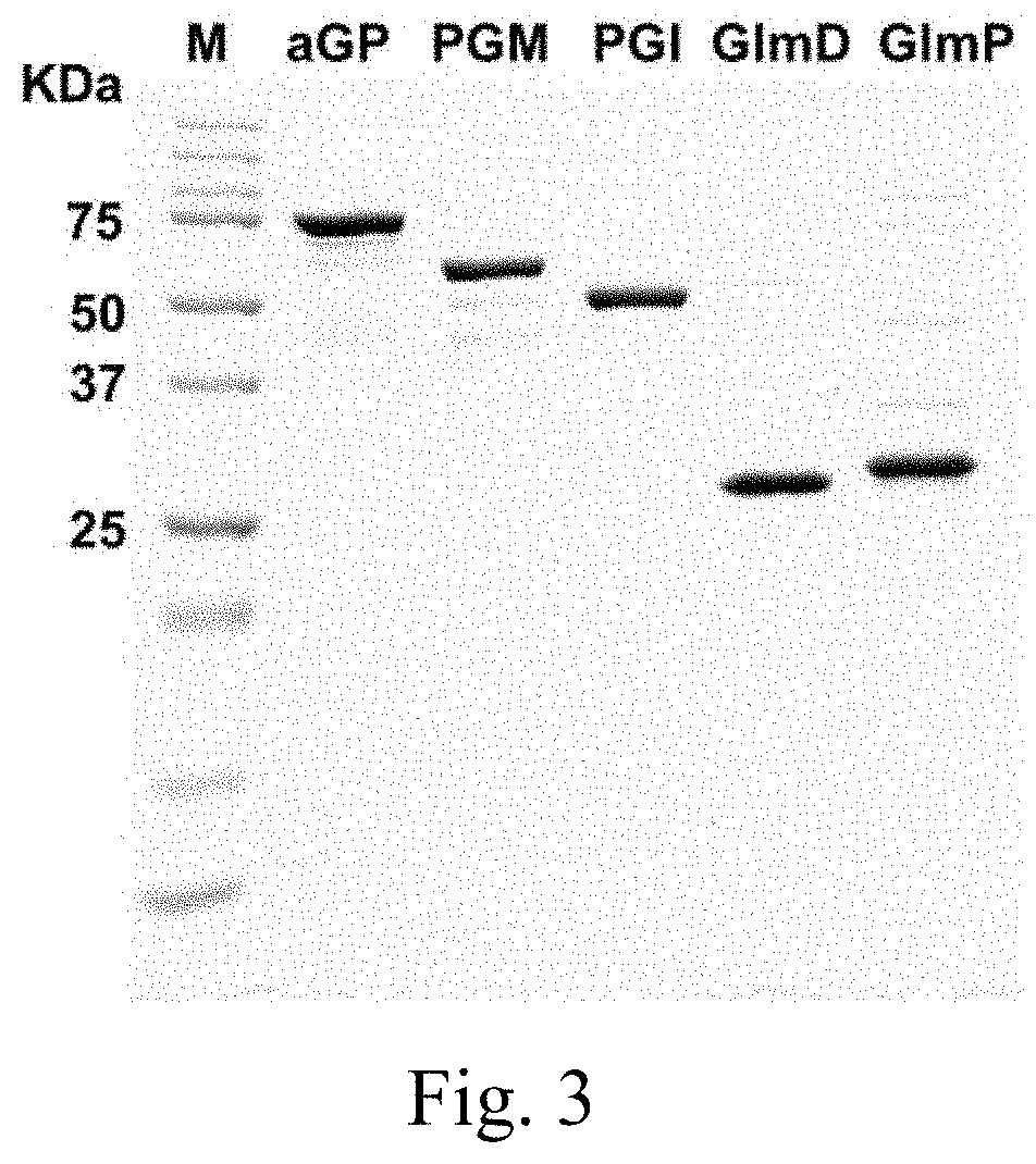 Enzymetic preparation of glucosamine