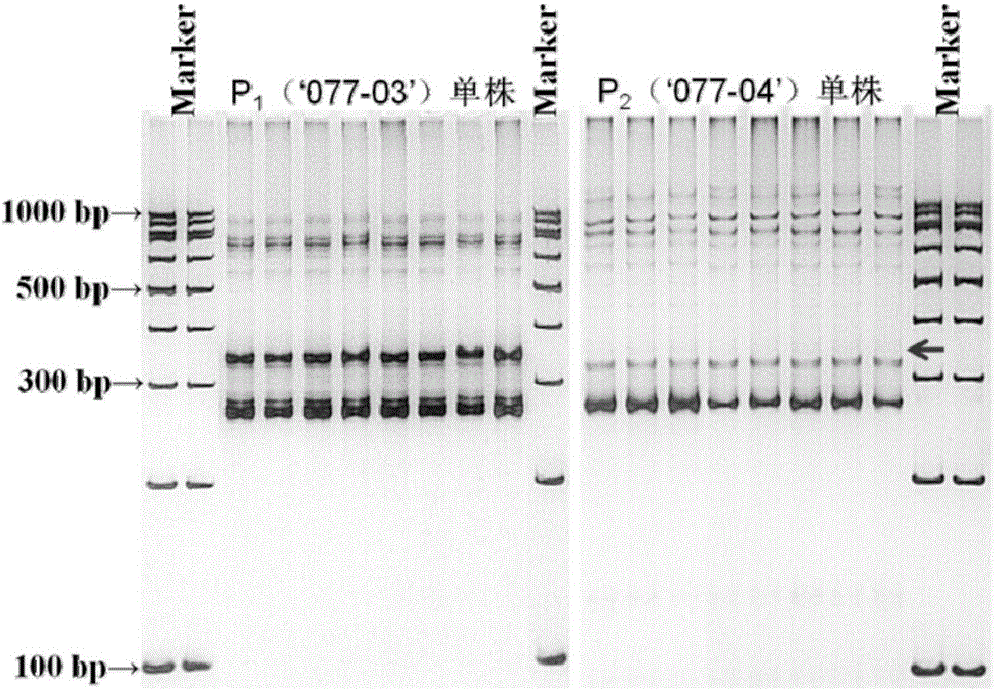 Molecular marker linked with turnip clubroot resistant gene and method for obtaining molecular marker