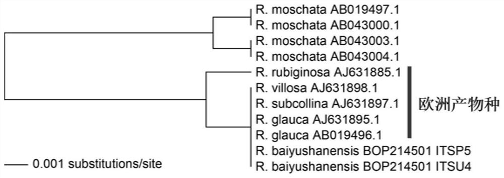 Fragment combination, specific primer and application for identification of Rosaceae plant species