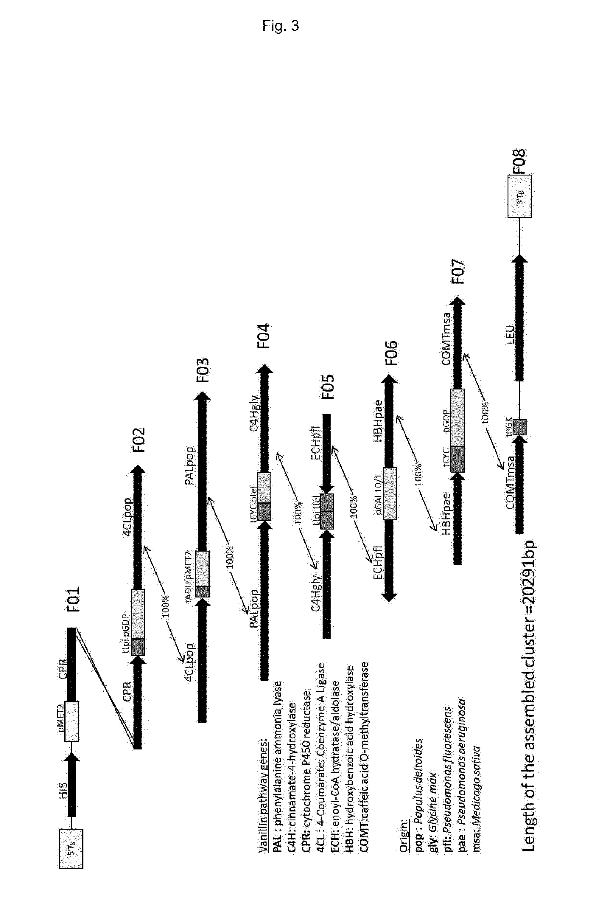 Recombinant host cell for biosynthetic production