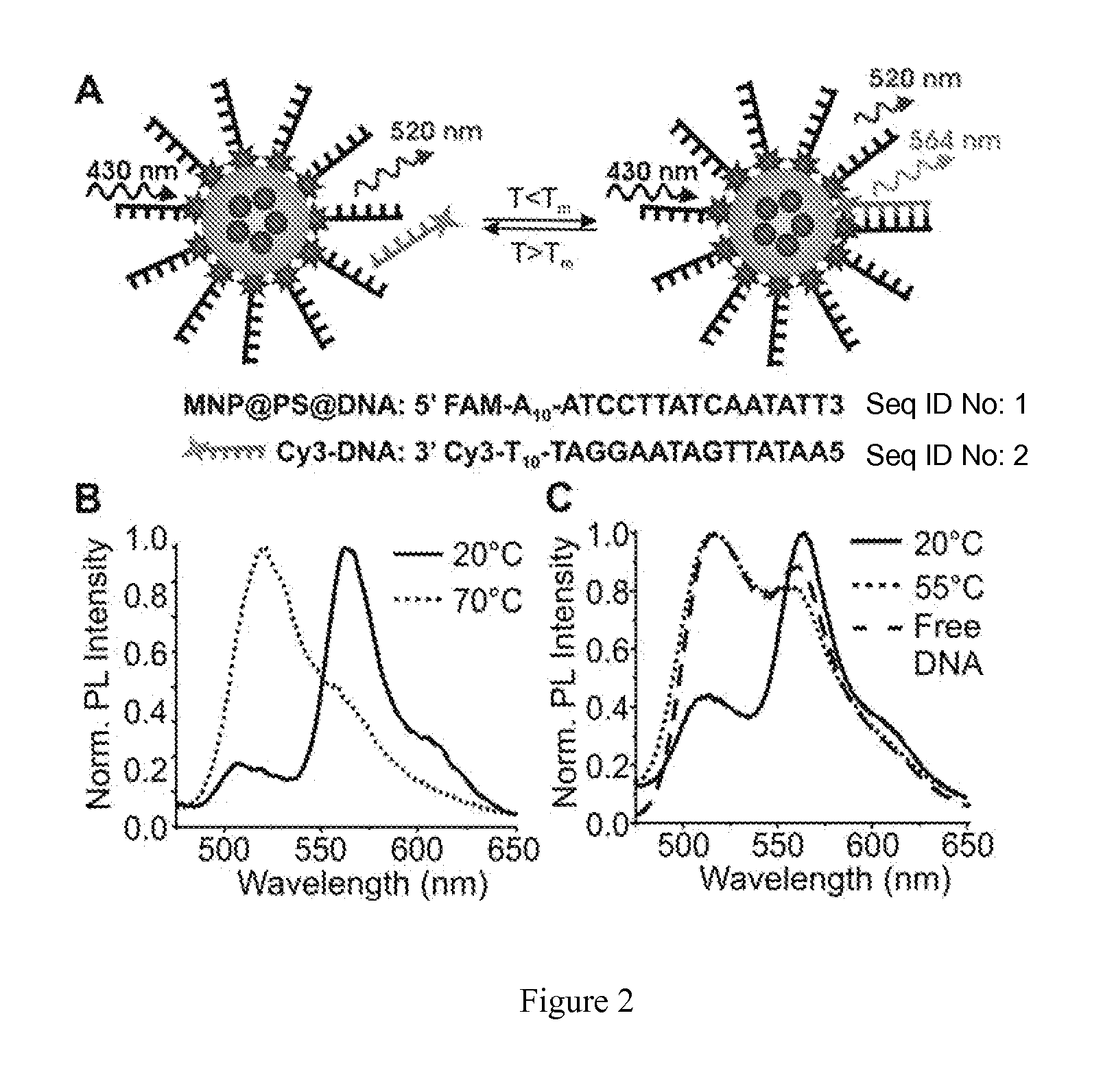 Nanop article-oligonucleotide hybrid structures and methods of use thereof