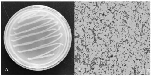 Bacillus subtilis JZ2-1-12 and application thereof