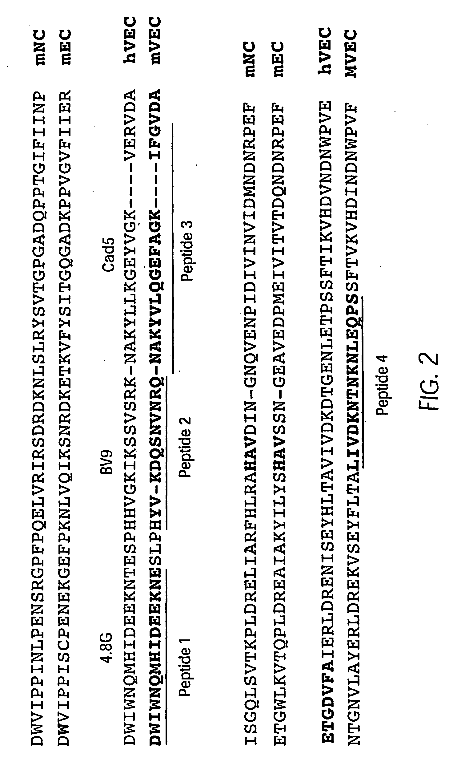 Antibody antagonists of ve-cadherin without adverse effects on vascular permeability