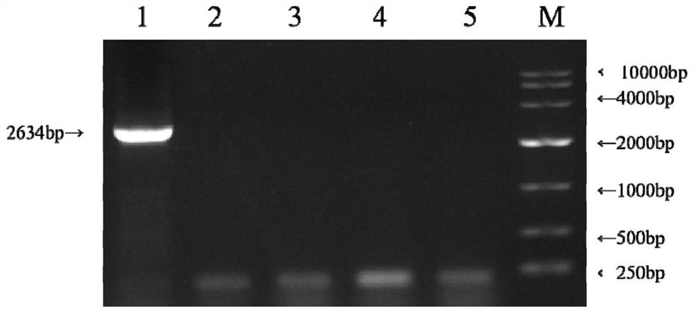 Trachinotus ovatus-derived streptococcus agalactiae DNA vaccine as well as preparation method and application thereof