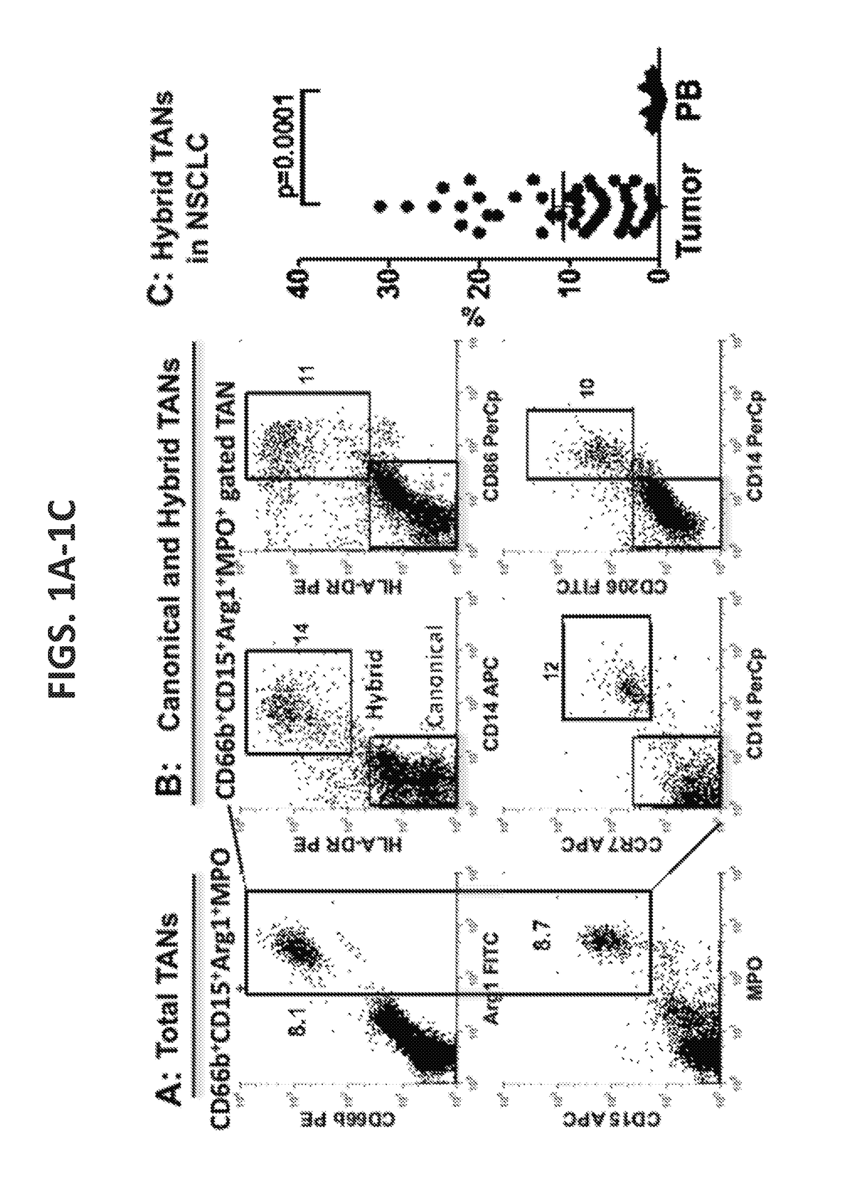 Compositions and methods of enhancing Anti-tumor response using hybrid neutrophils