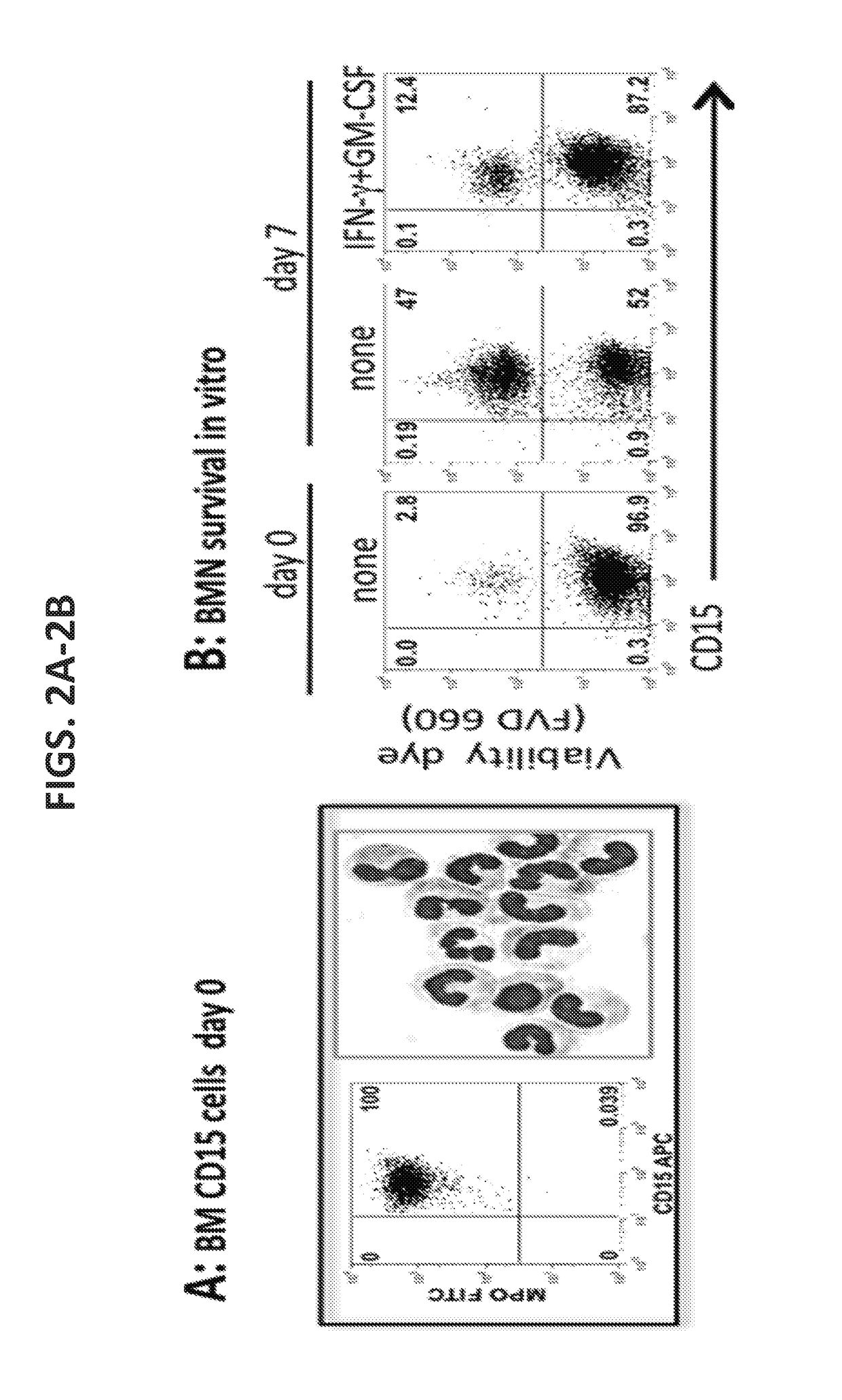 Compositions and methods of enhancing Anti-tumor response using hybrid neutrophils