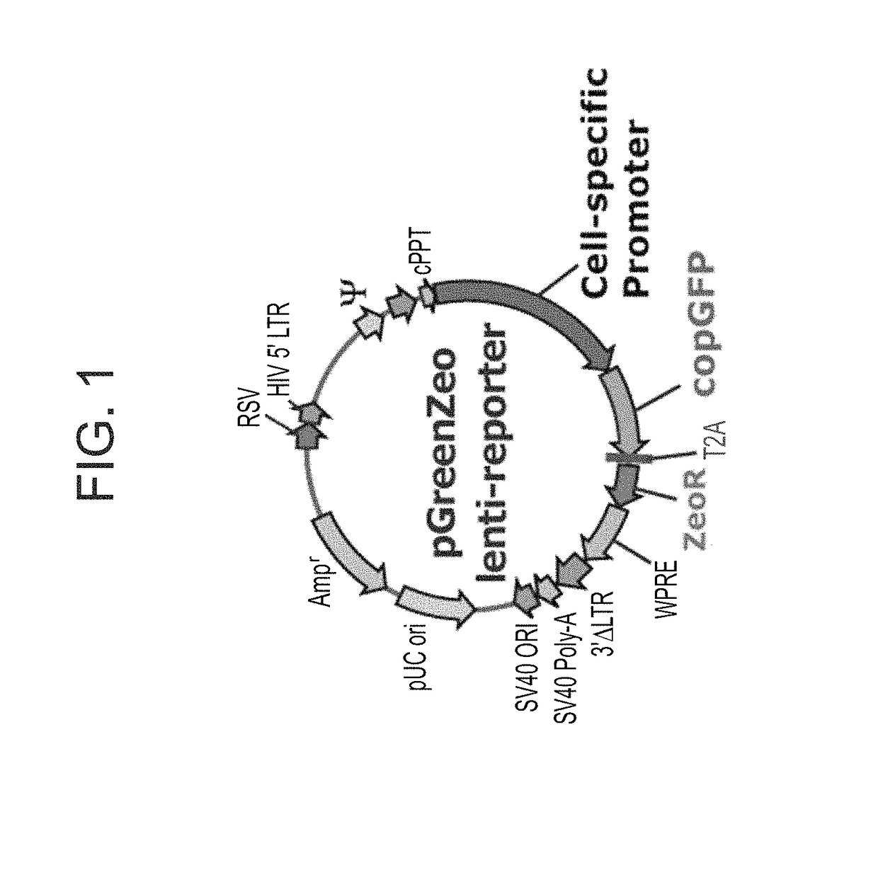 Methods of generating oligodendrocytes and cell populations comprising same