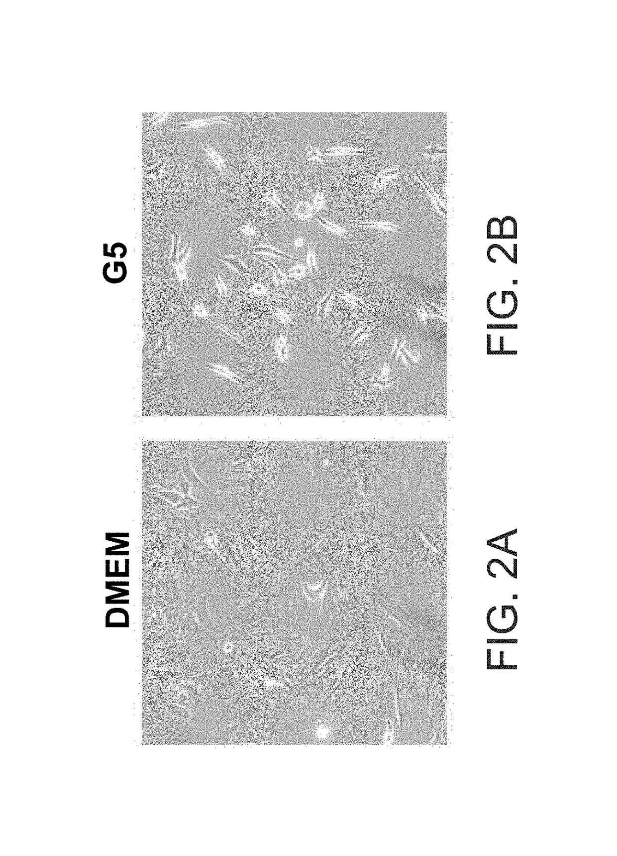 Methods of generating oligodendrocytes and cell populations comprising same