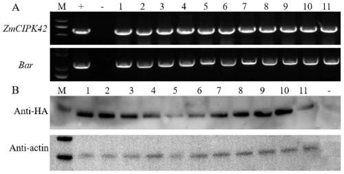 Application of corn CIPK42 protein and coding gene of corn CIPK42 protein in regulation and control of salt stress tolerance of plants