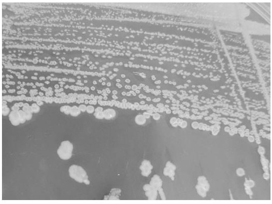 A strain of Pseudomonas balearica and its application in denitrification and phosphorus removal in river water