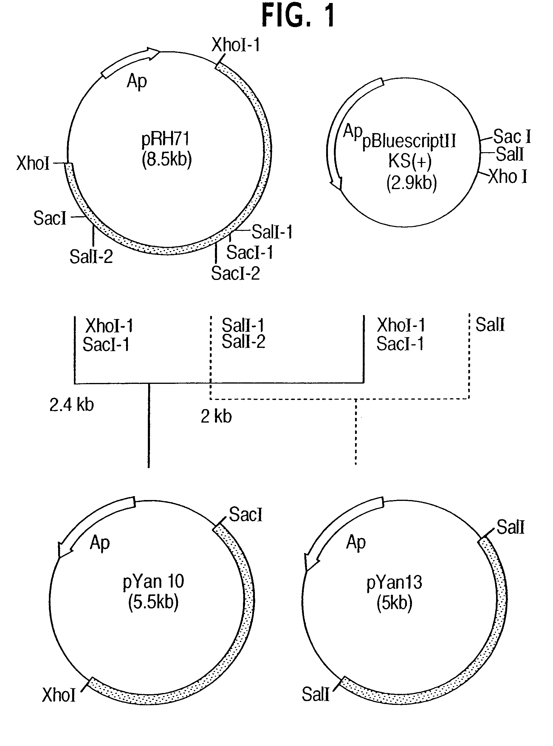 Process for producing trans-4-hydroxy-L-proline