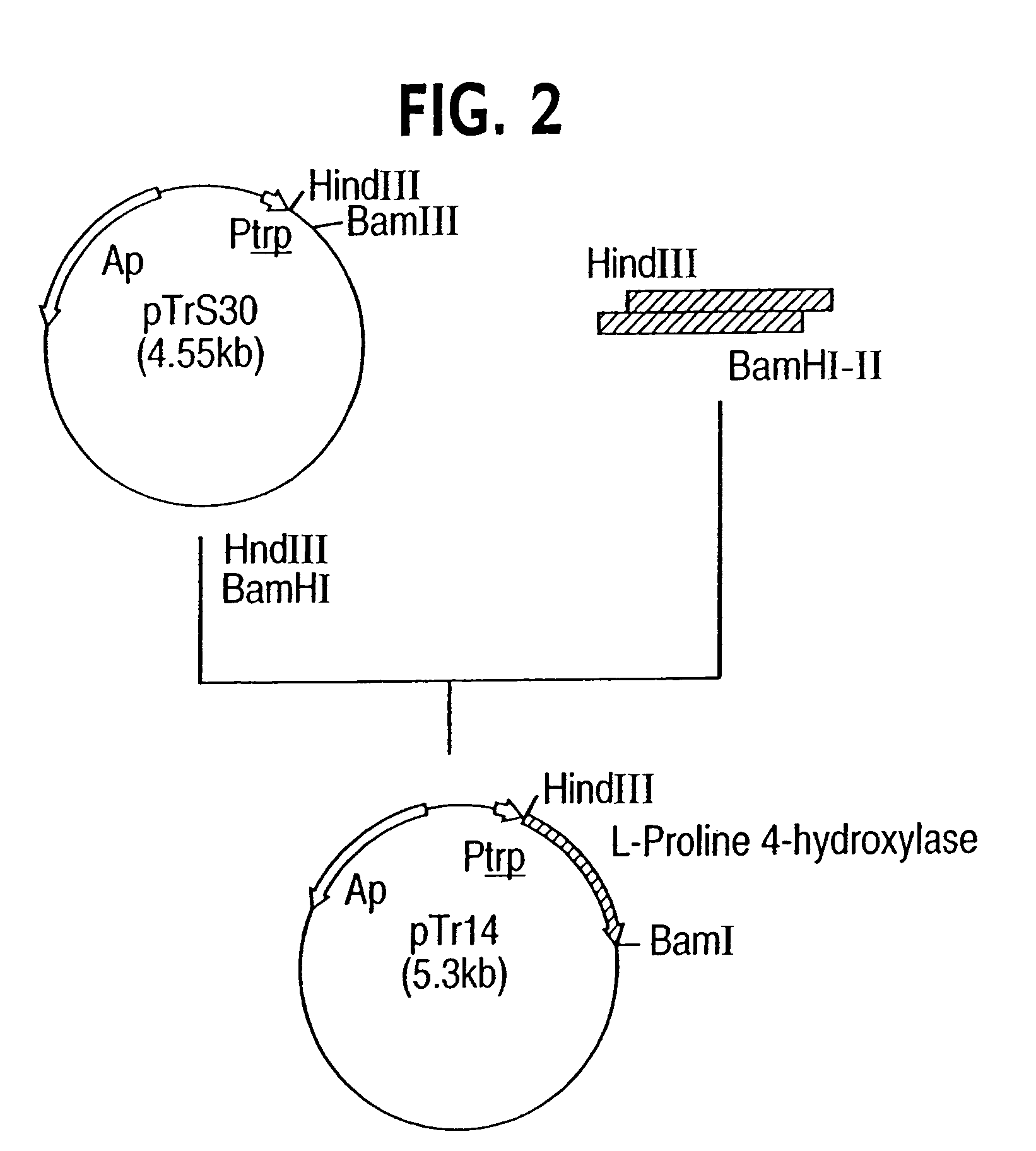 Process for producing trans-4-hydroxy-L-proline