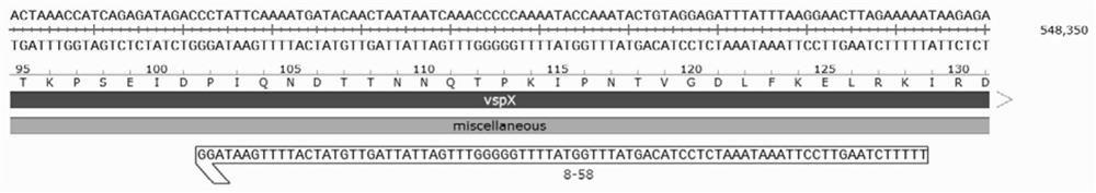 A kind of mycoplasma bovis vspx gene mutant strain and its construction method and application