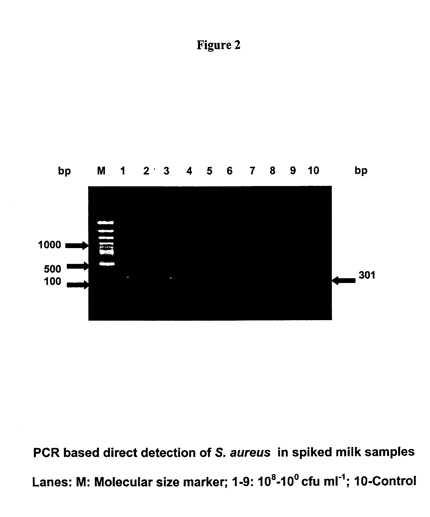 Primes for detecting food poisoning bacteria and a method thereof
