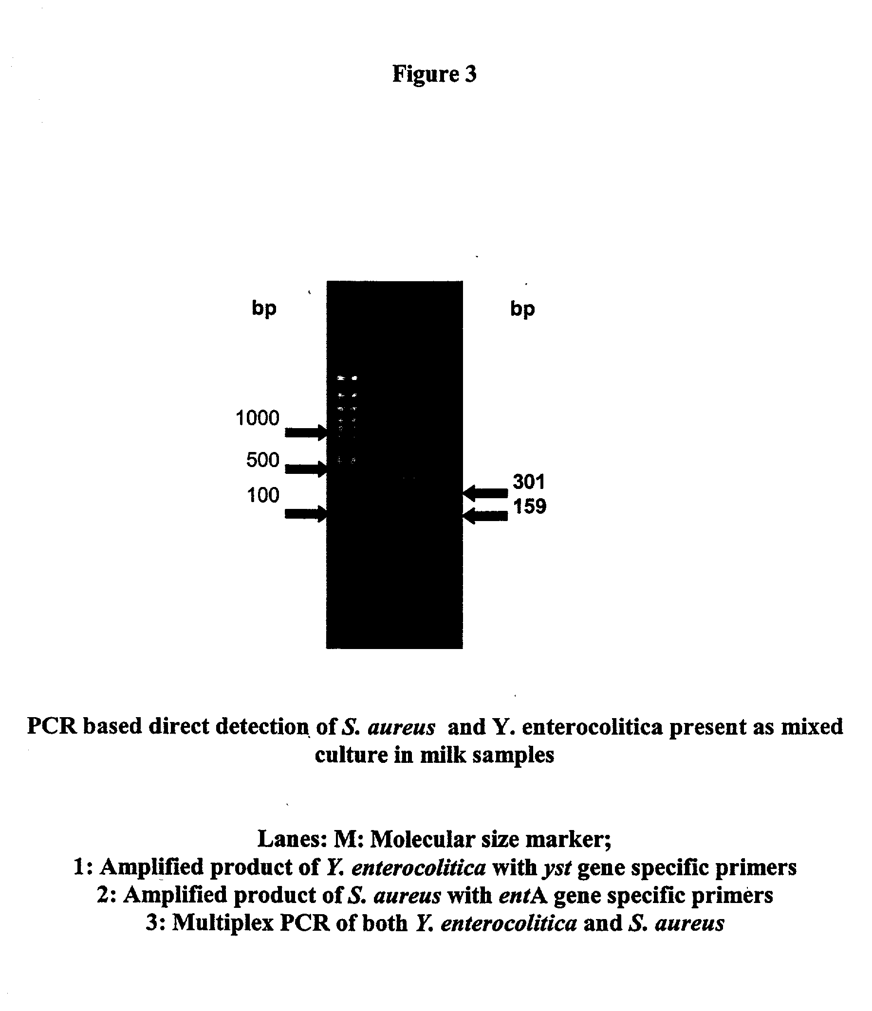 Primes for detecting food poisoning bacteria and a method thereof
