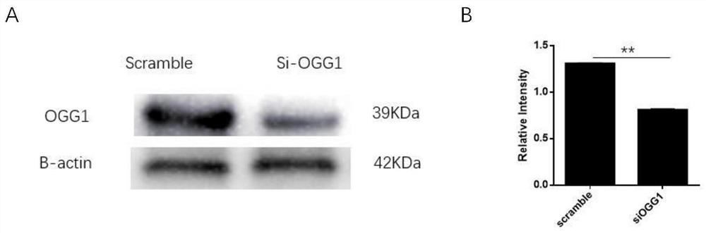 New application of OGG1 small-molecule inhibitor in treating African swine fever