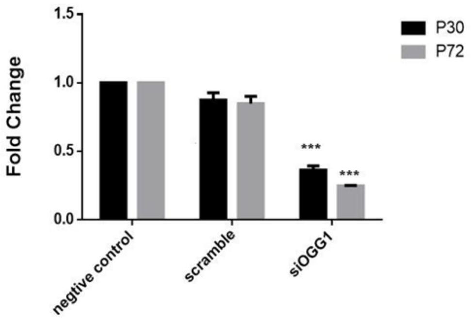 New application of OGG1 small-molecule inhibitor in treating African swine fever