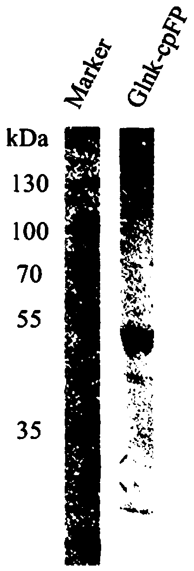 Alpha-ketoglutaric acid optical probe and preparation method and application thereof