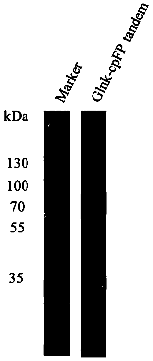 Alpha-ketoglutaric acid optical probe and preparation method and application thereof