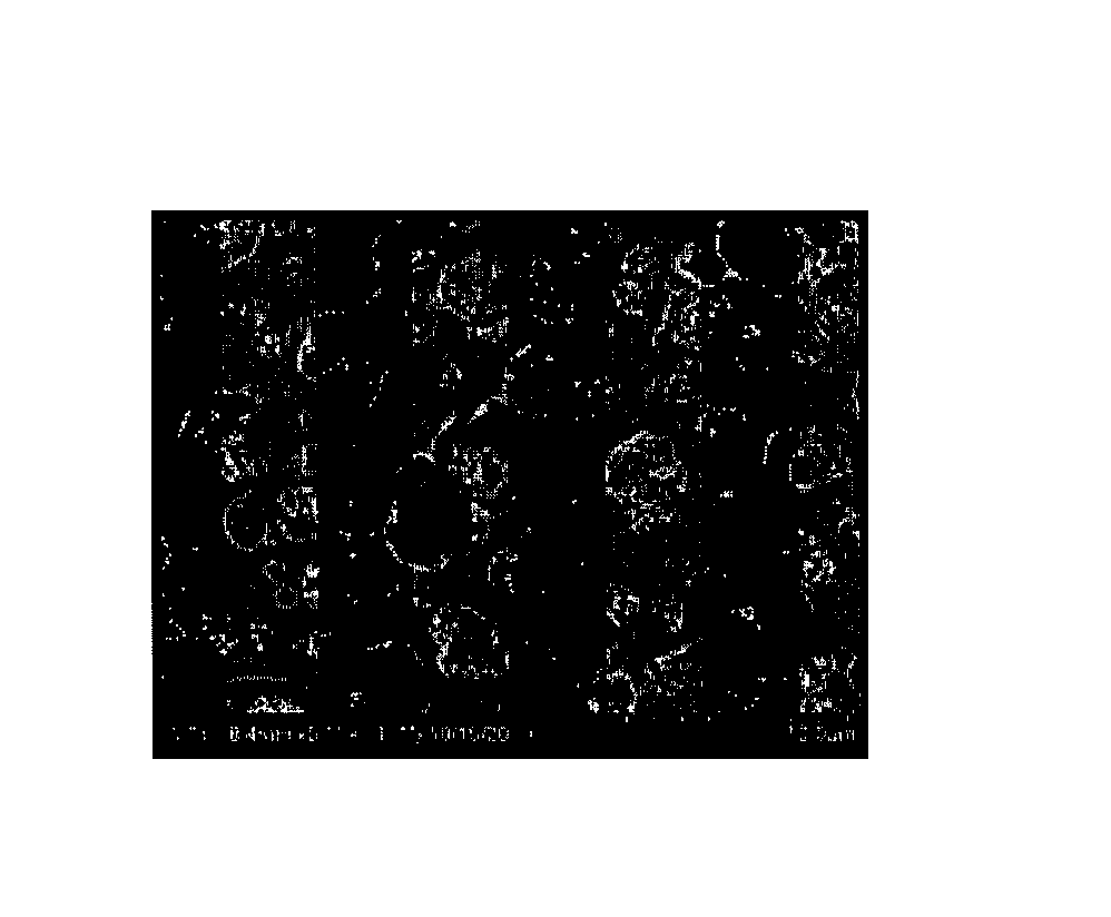 Method for manufacturing separator, separator manufactured by the method and method for manufacturing electrochemical device including the separator