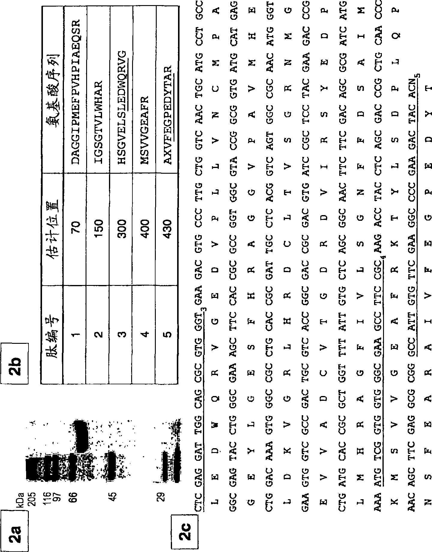 Microbial synthesis of D-1,2,4-butanetriol