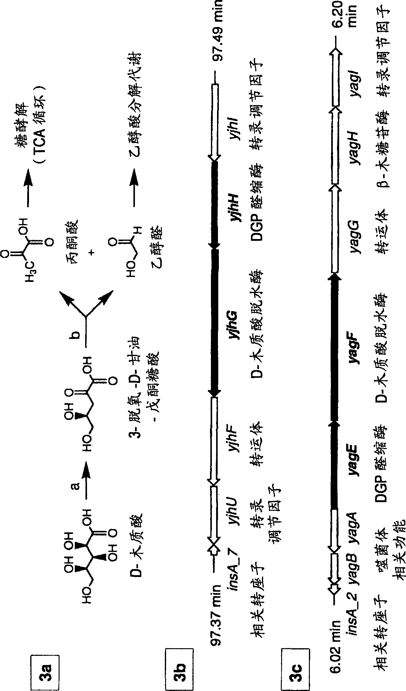 Microbial synthesis of D-1,2,4-butanetriol