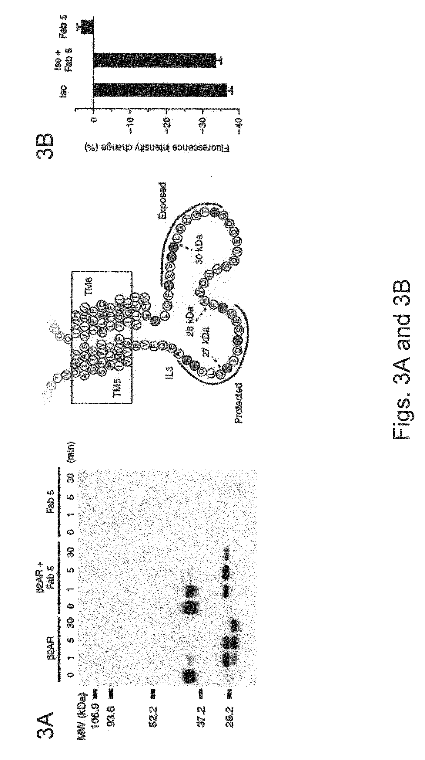 Method for obtaining G protein-coupled receptor (GPCR) diffraction-quality crystals employing a monoclonal antibody that binds to the third intracellular loop (IL3)