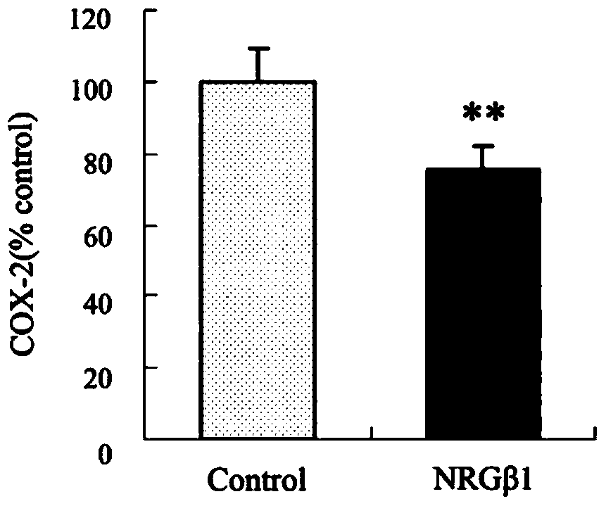 Use of neuregulin 1