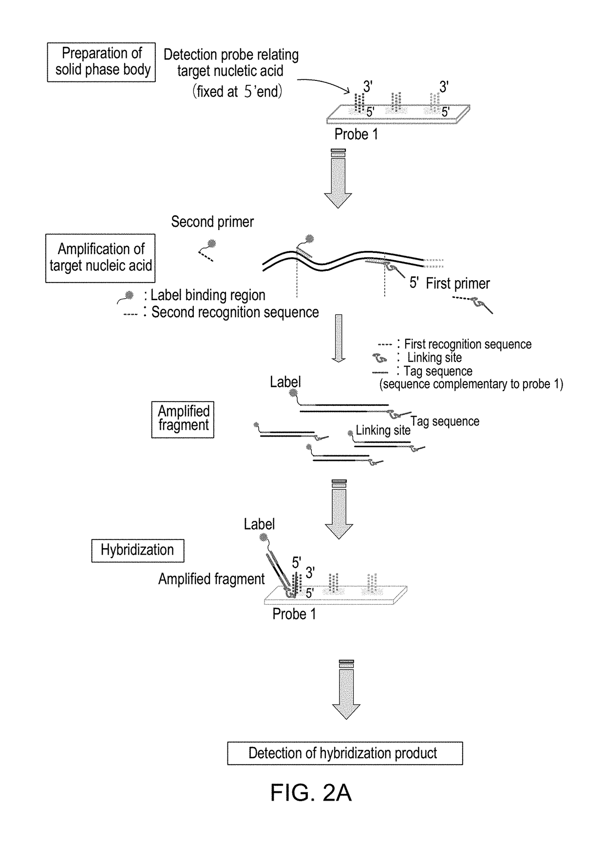 Method for Detecting Target Nucleic Acid