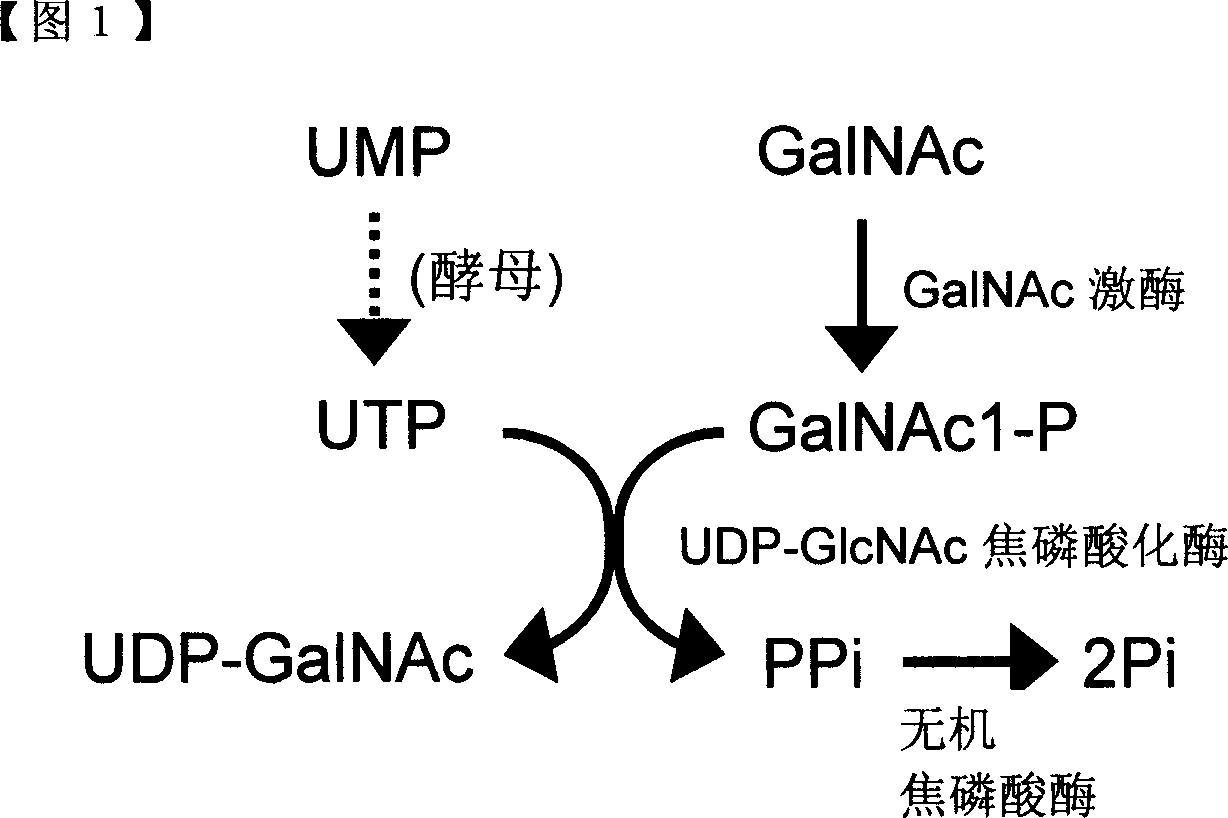 Method of producing uridine 5'-diphospho-N-acetylgalactosamine