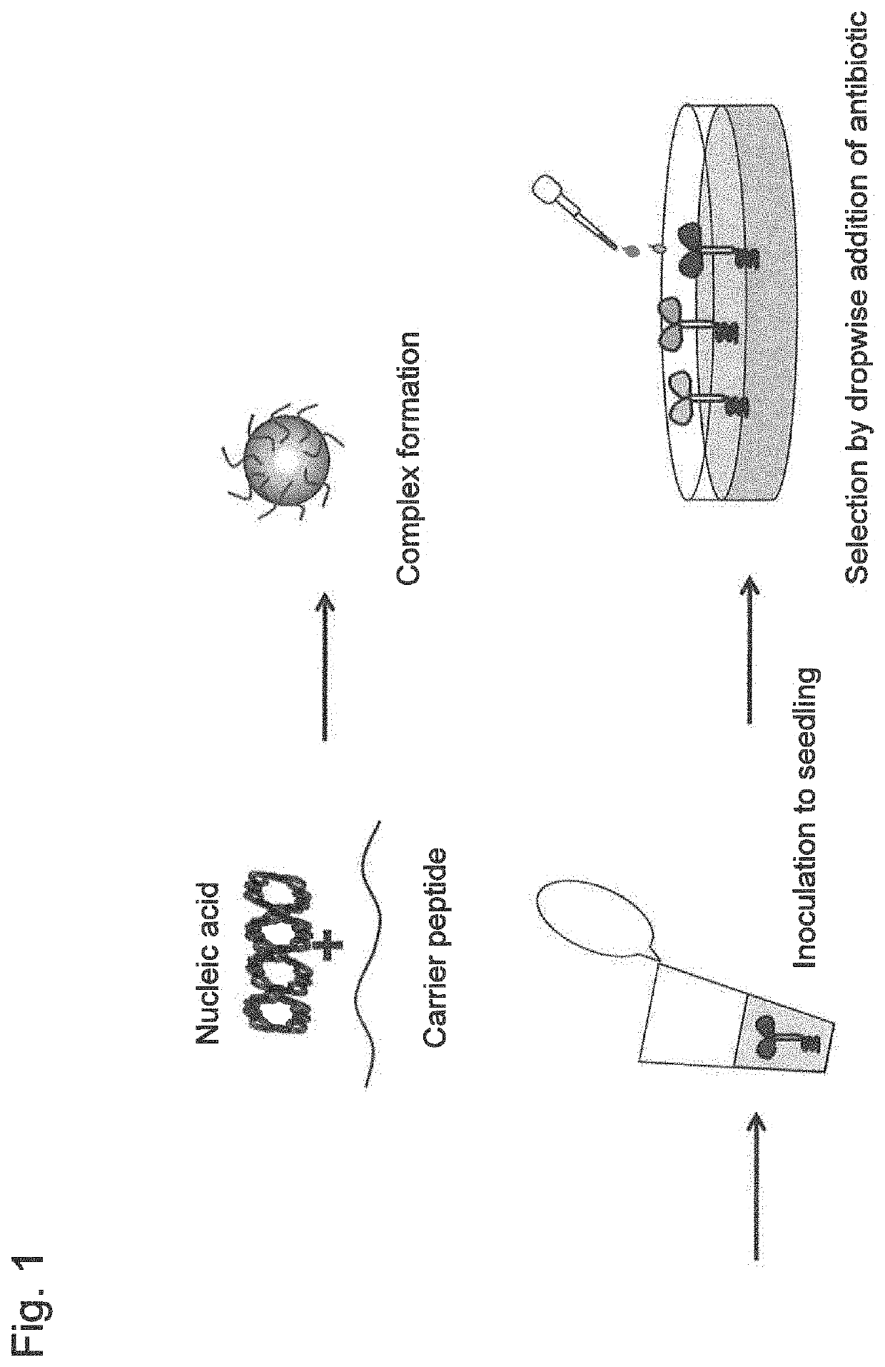 Plant transformation method