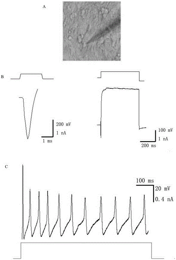 Method for inducing transdifferentiation of fibroblasts to nerve cells